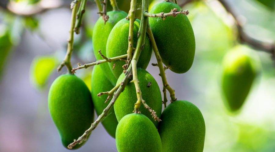 Raw Mango (Kacchi Kairi) Benefits That Shouldn't be Overlooked